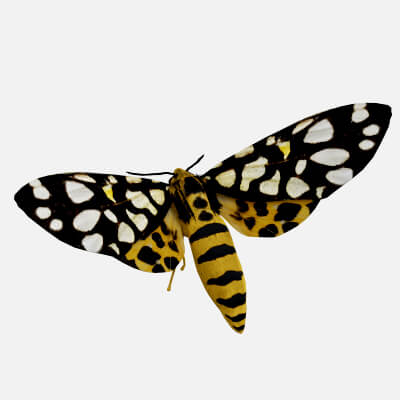 Moth Aglaomorpha Histrio
