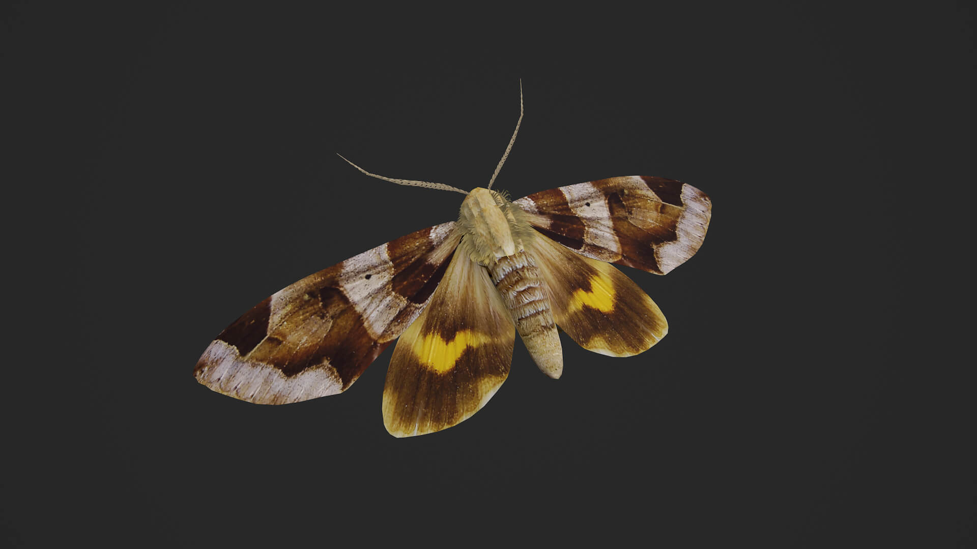 Moth Chrysorithrum Flavomaculata 3D Model