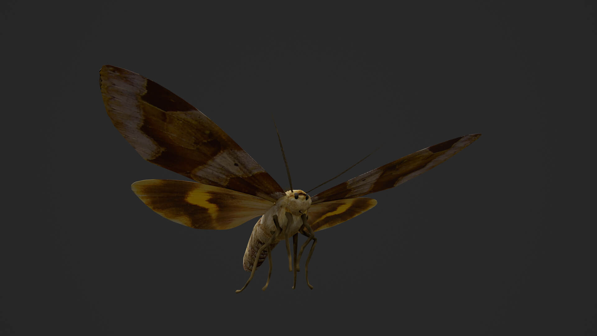 Moth Chrysorithrum Flavomaculata 3D Model