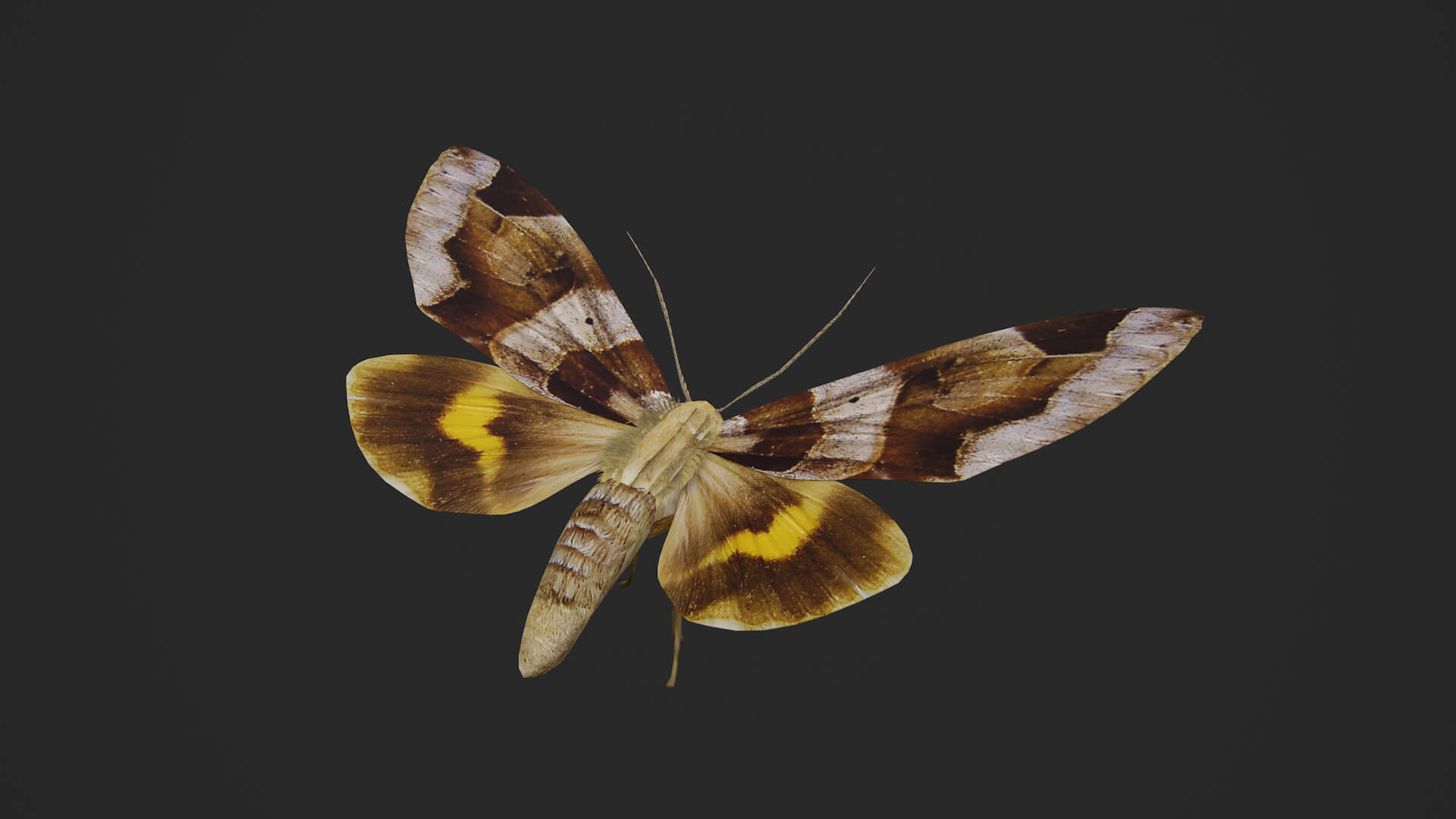 Moth Chrysorithrum Flavomaculata 3D Model