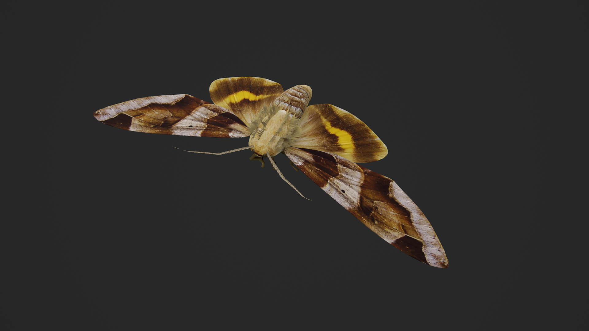 Moth Chrysorithrum Flavomaculata 3D Model