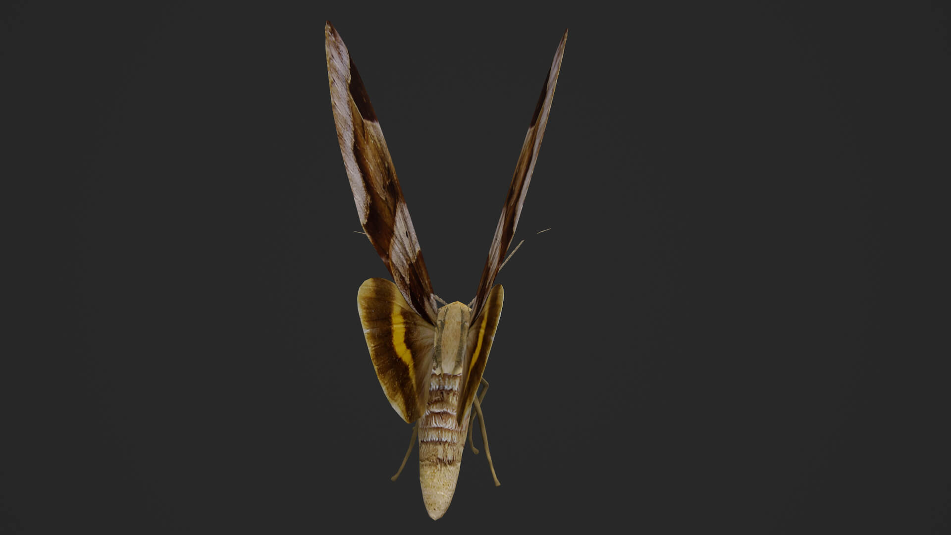 Moth Chrysorithrum Flavomaculata 3D Model
