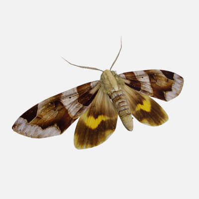 Moth Chrysorithrum Flavomaculata