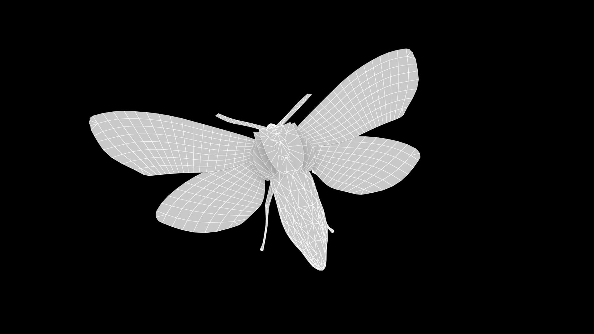 Moth Lithosia 3D Model