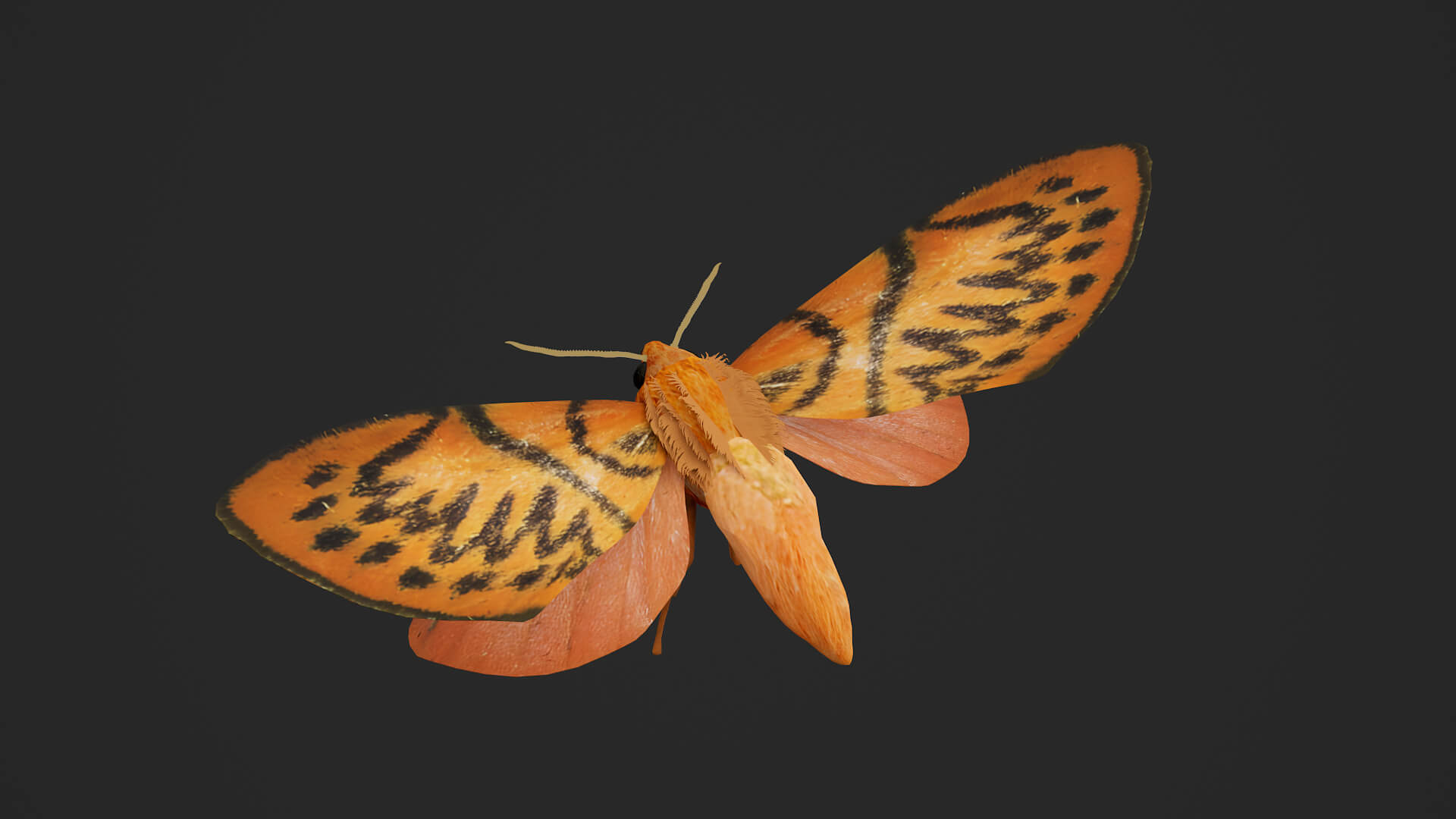 Moth Lithosia 3D Model