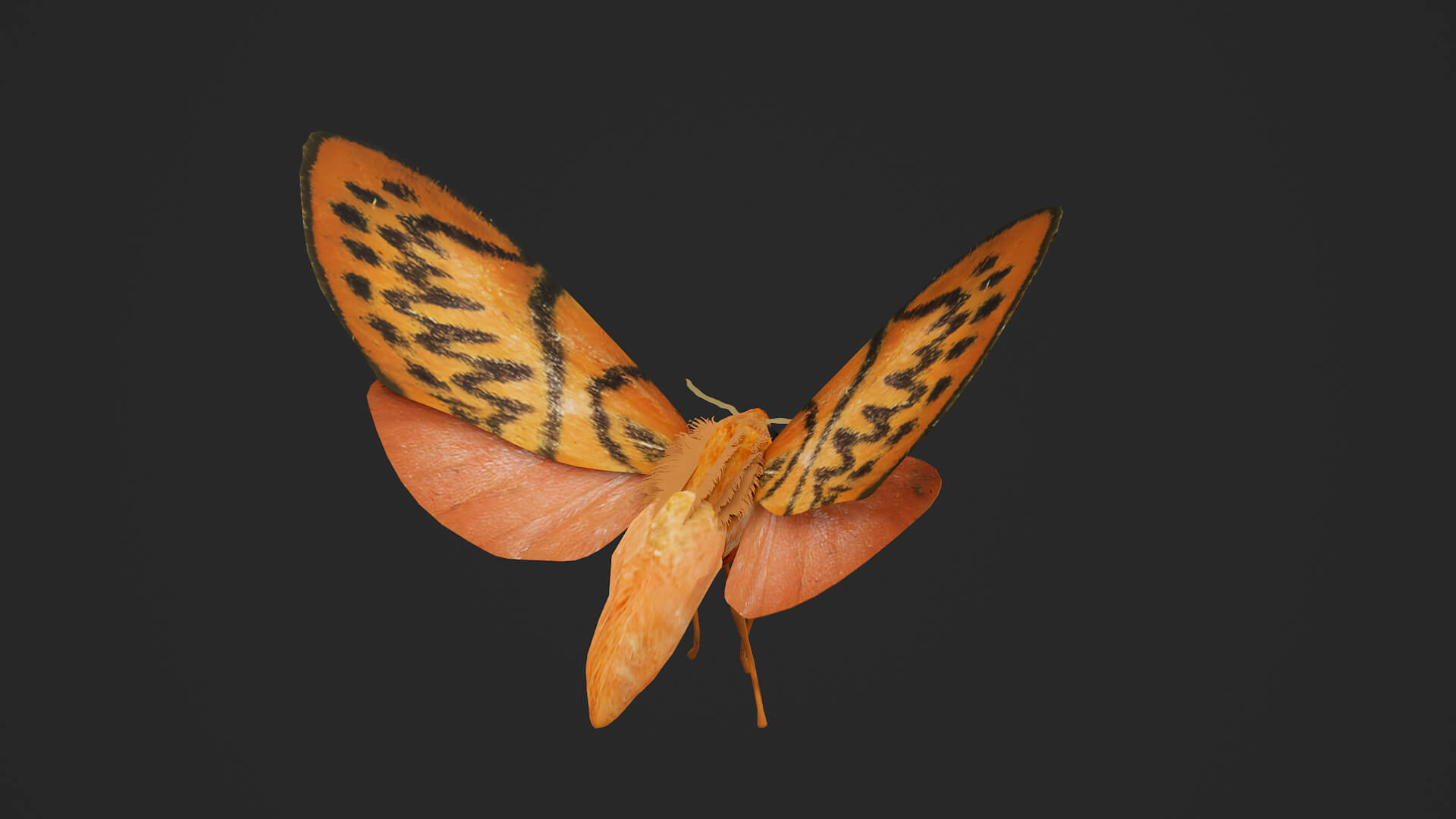 Moth Lithosia 3D Model