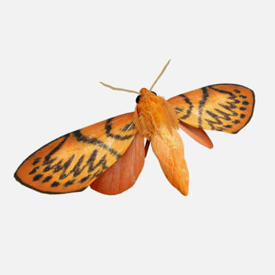 Moth Lithosia