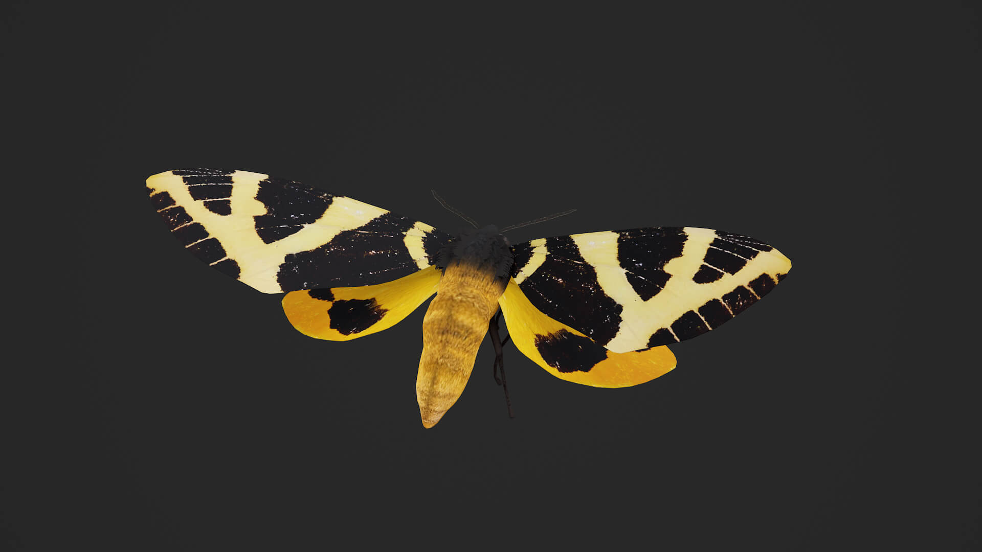 Moth Numenes Disparilis 3D Model