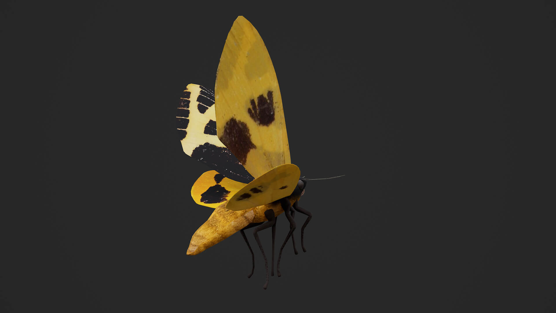 Moth Numenes Disparilis 3D Model