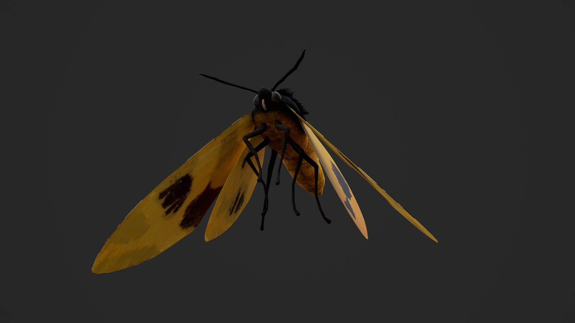 Moth Numenes Disparilis 3D Model