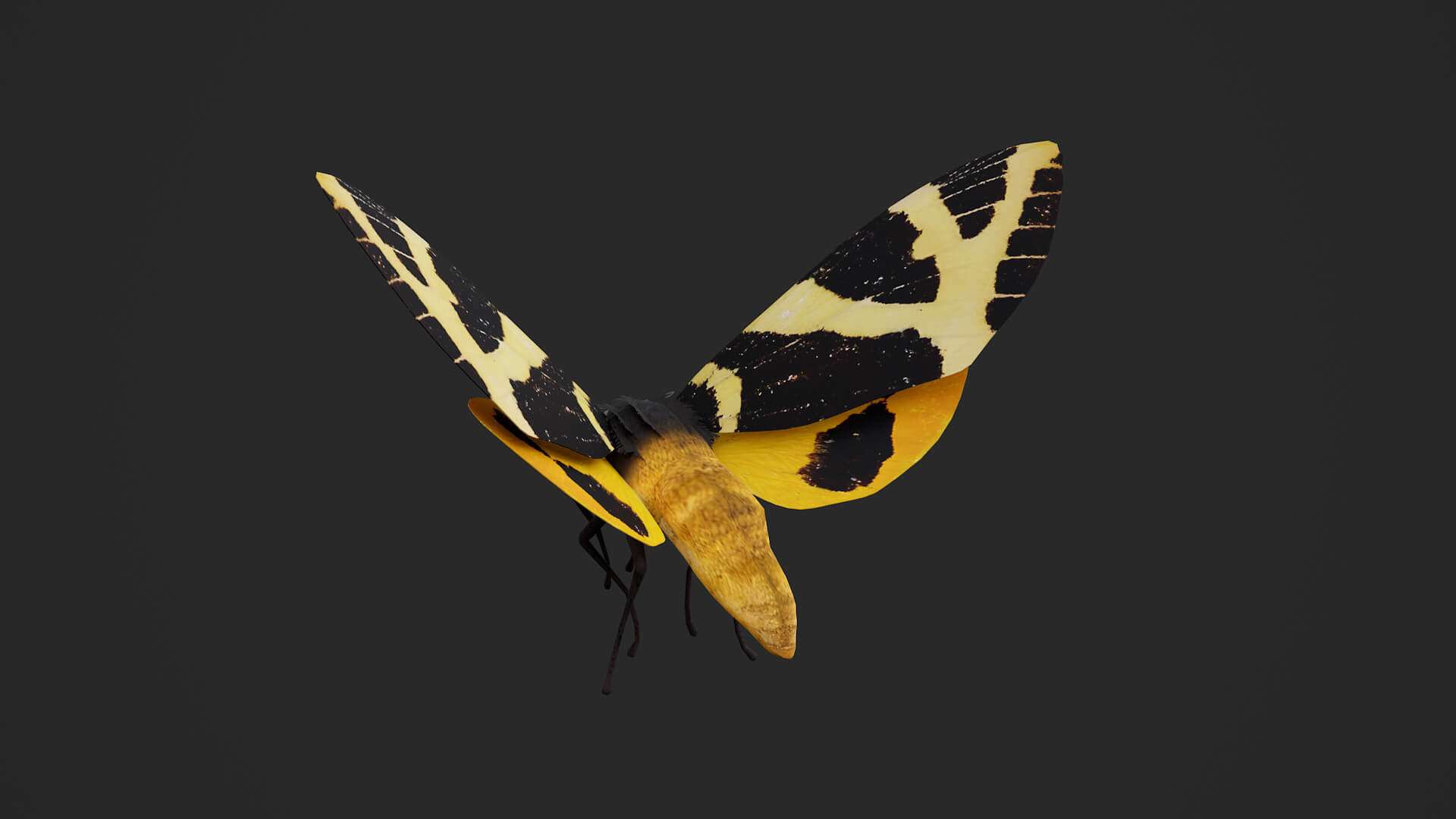 Moth Numenes Disparilis 3D Model