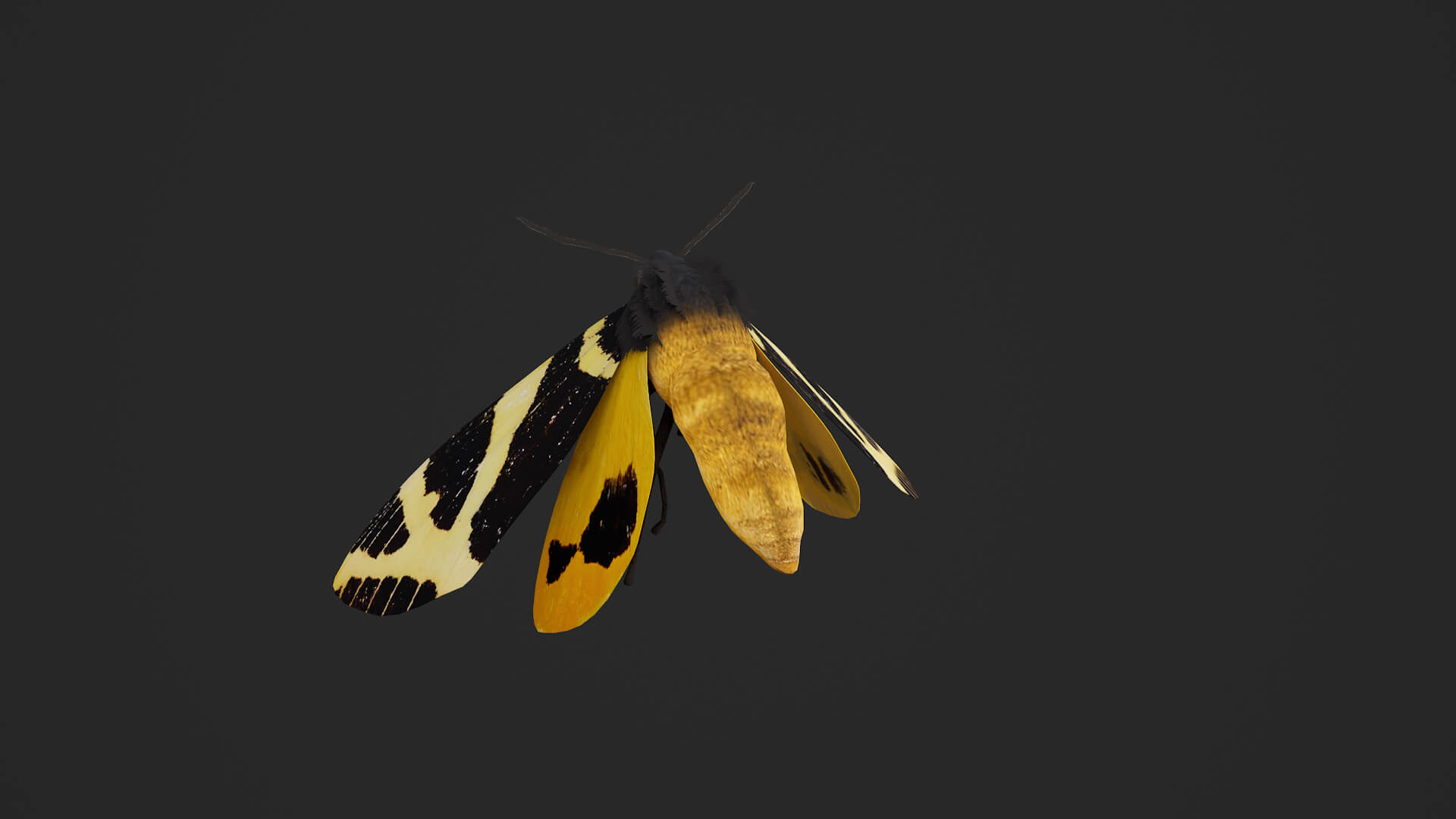 Moth Numenes Disparilis 3D Model