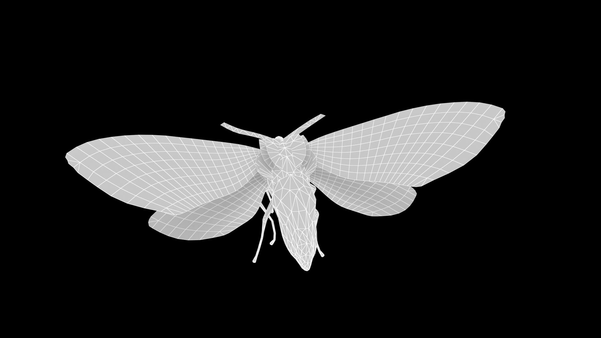 Moth Numenes Disparilis 3D Model
