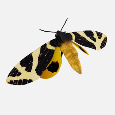Moth Numenes Disparilis