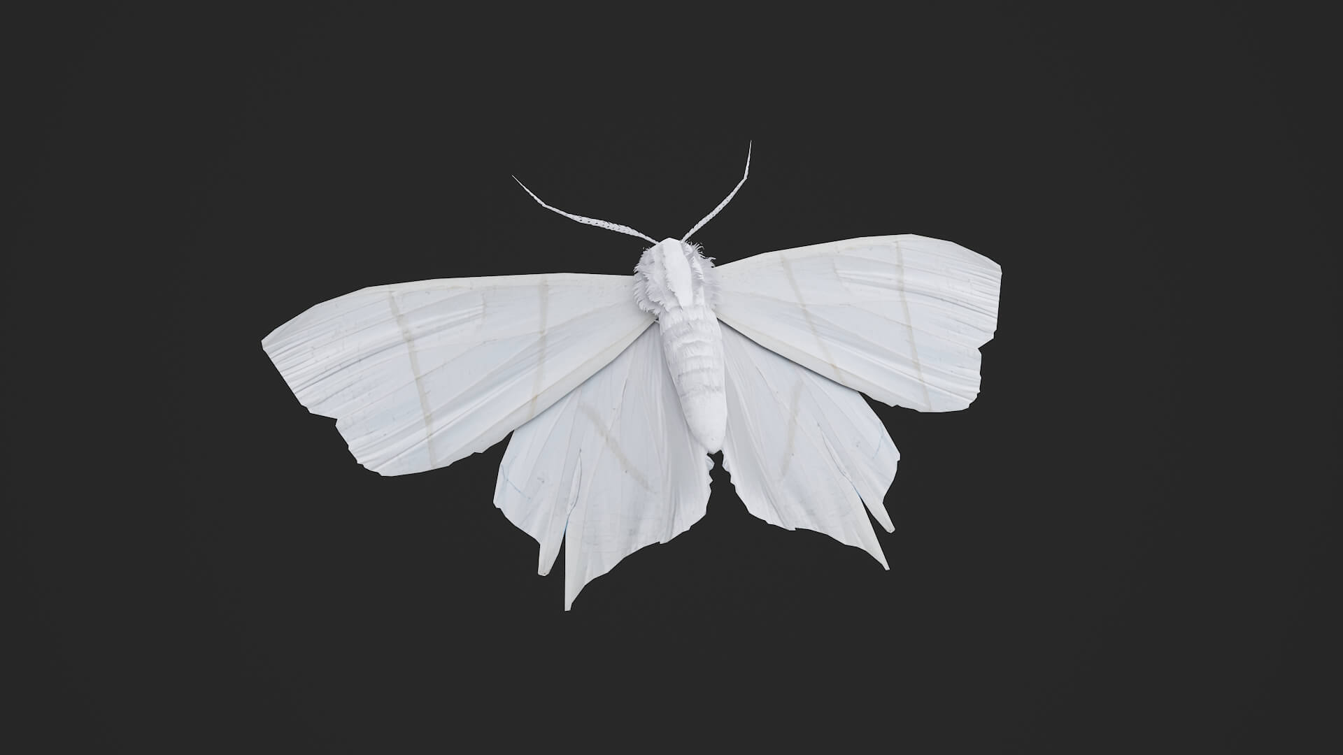 Moth Ourapteryx Nivea 3D Model