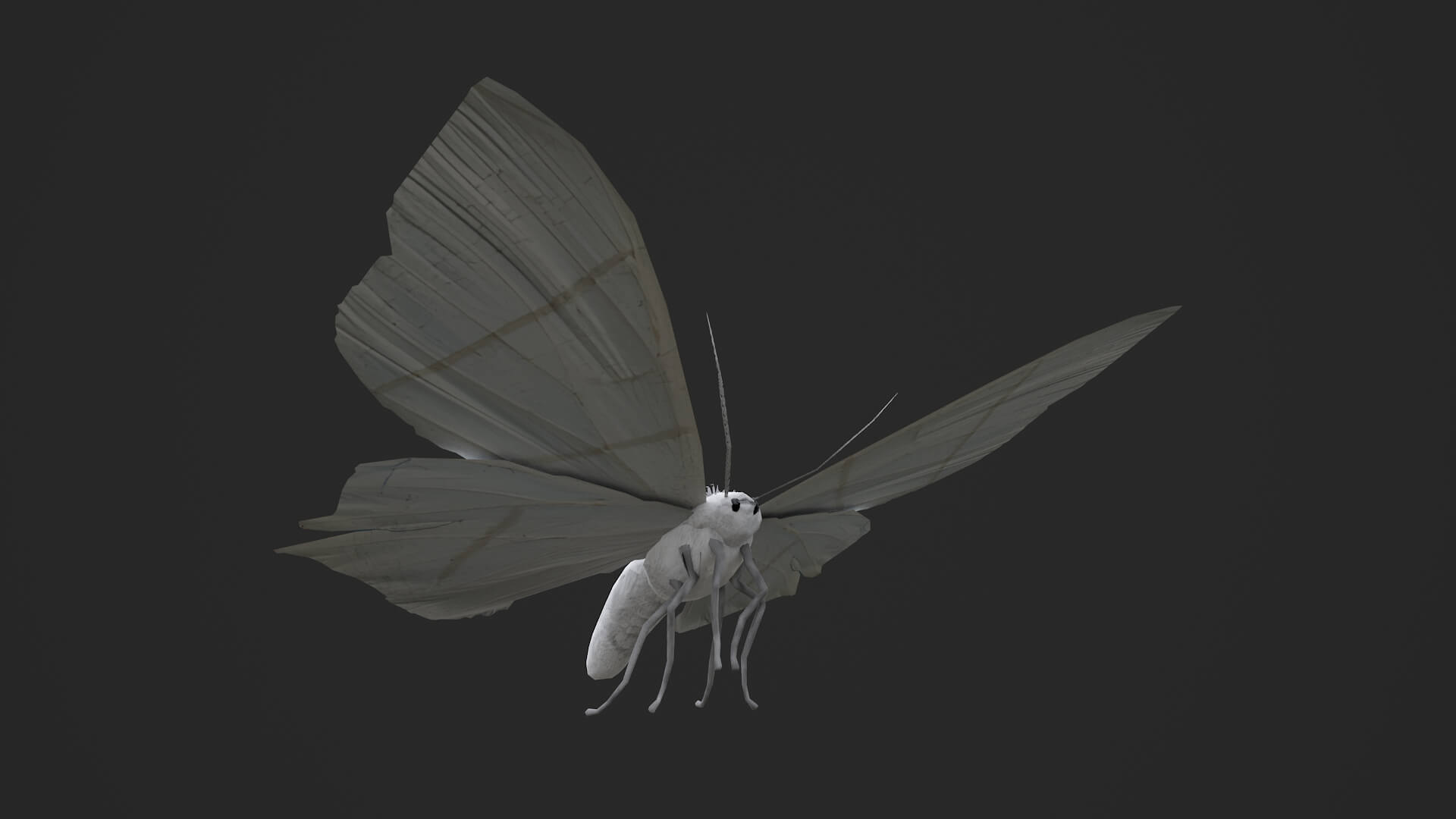 Moth Ourapteryx Nivea 3D Model