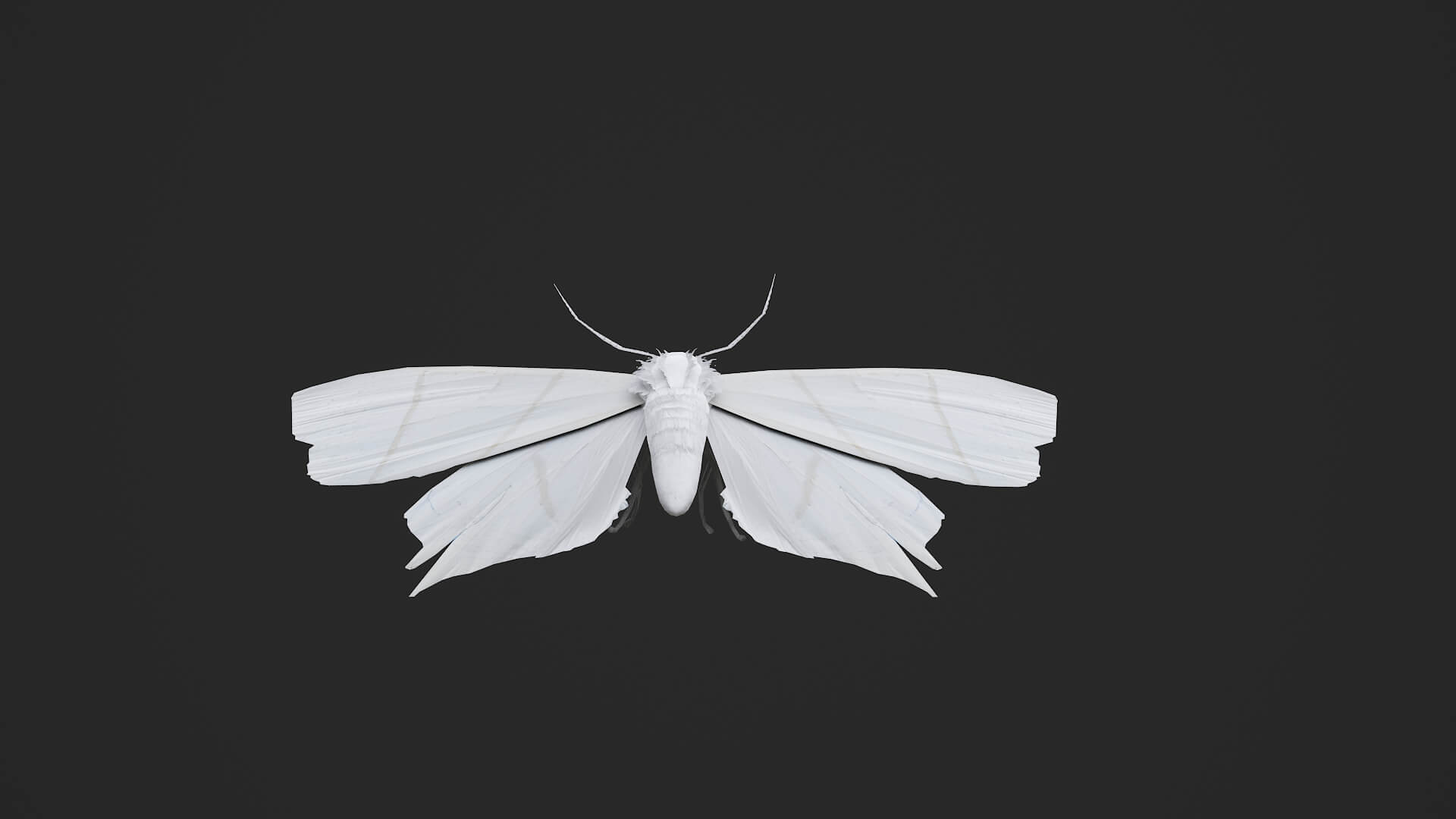 Moth Ourapteryx Nivea 3D Model