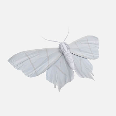 Moth Ourapteryx Nivea