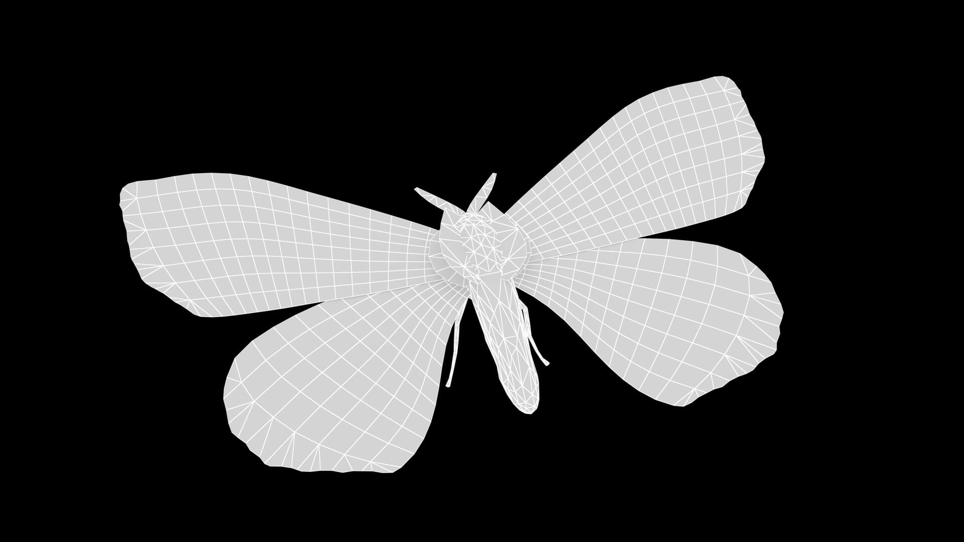 Moth Prodlepsis Superans 3D Model