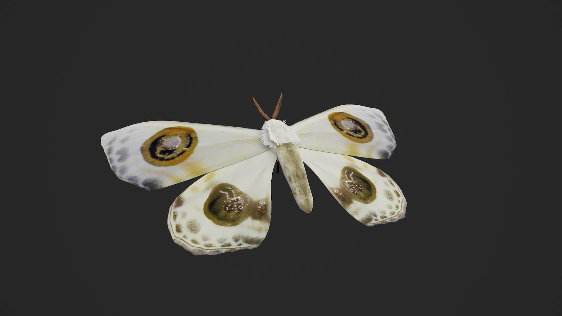 Moth Prodlepsis Superans 3D Model