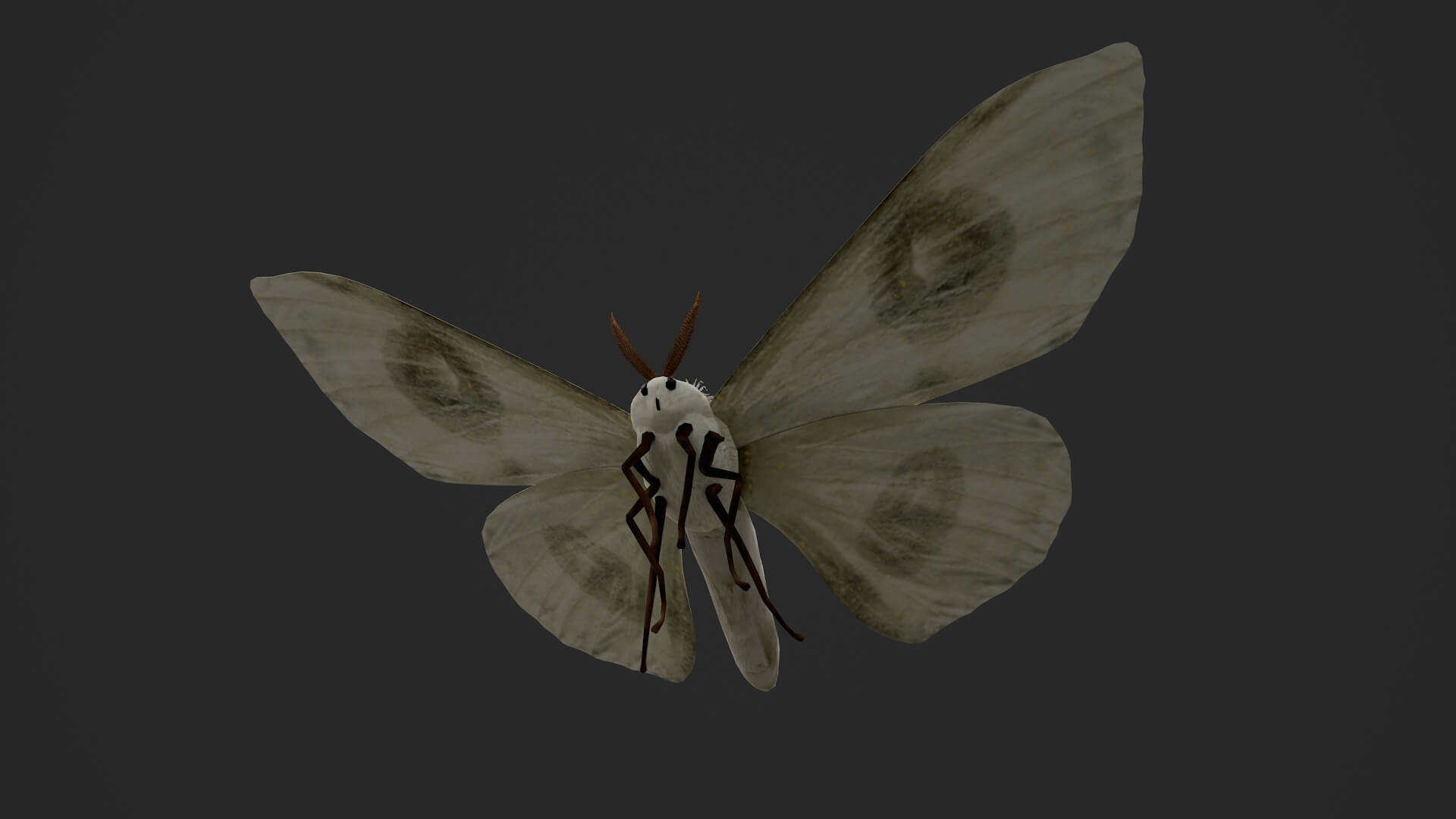 Moth Prodlepsis Superans 3D Model