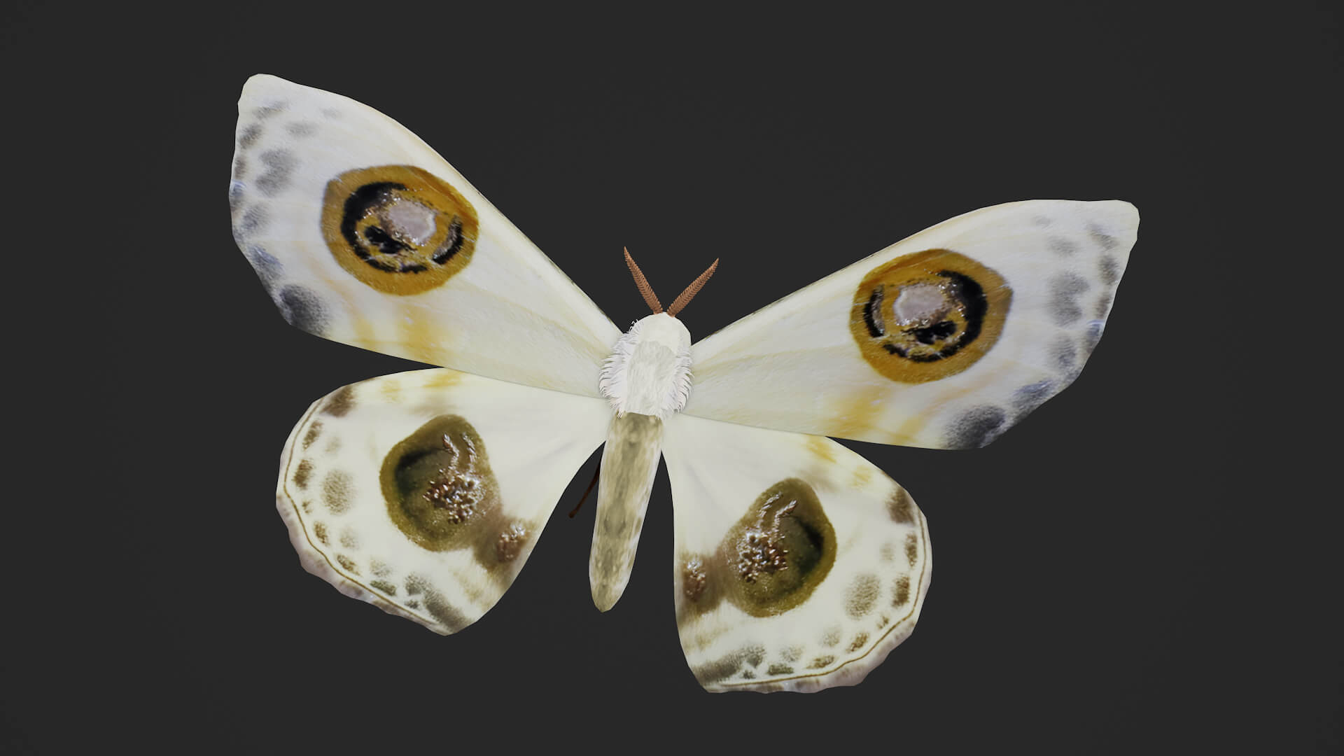 Moth Prodlepsis Superans 3D Model
