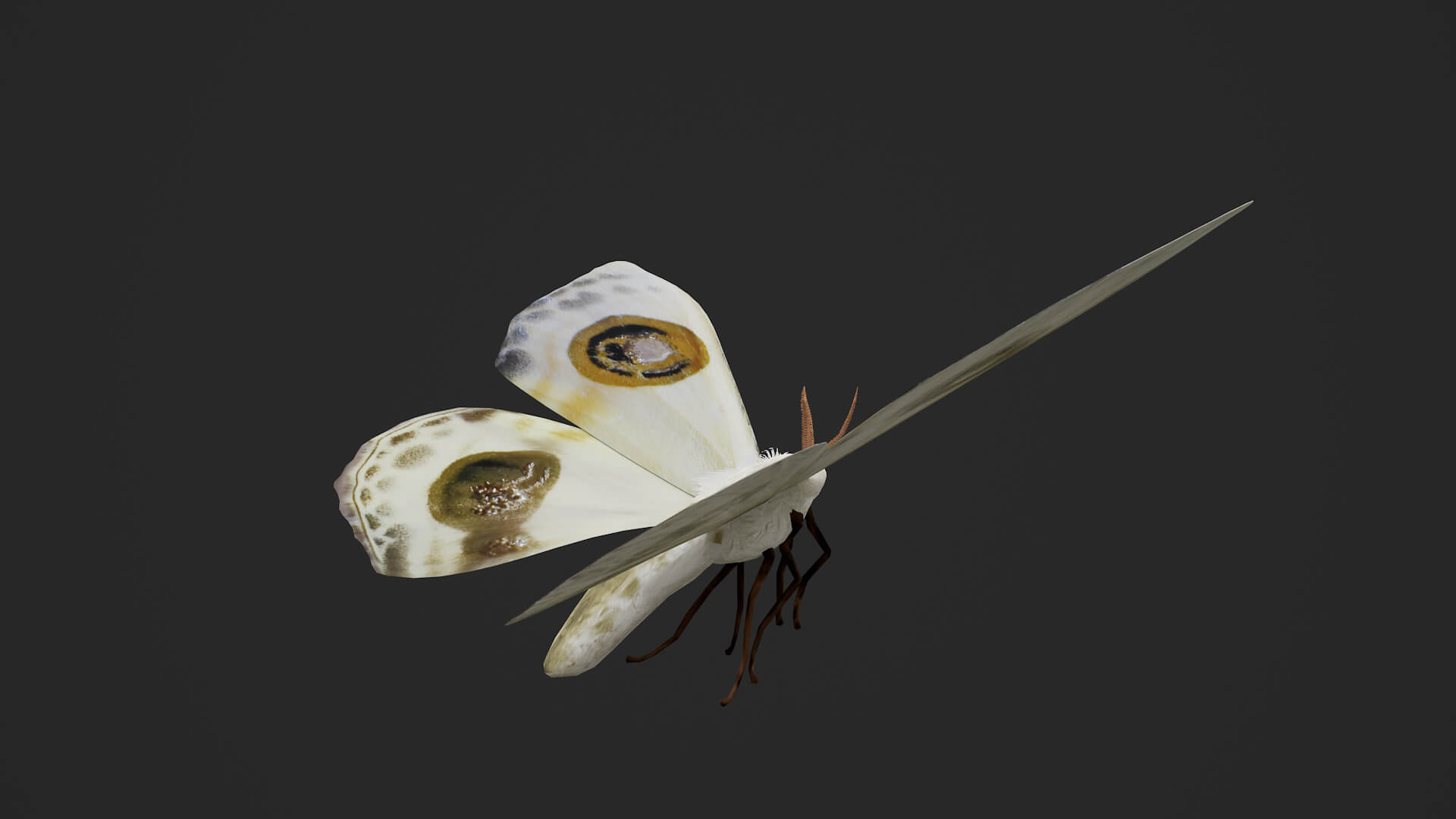 Moth Prodlepsis Superans 3D Model