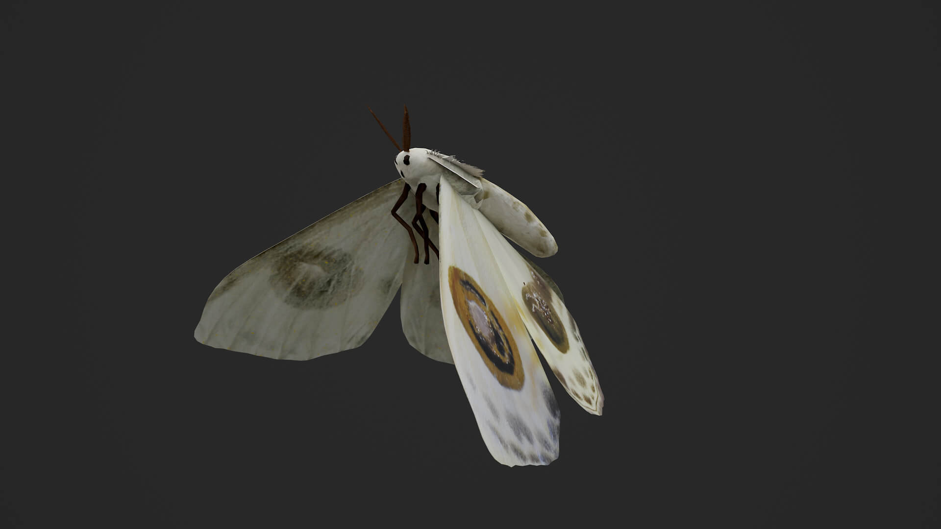 Moth Prodlepsis Superans 3D Model