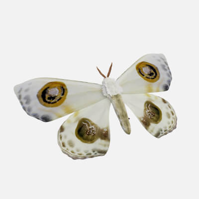 Moth Prodlepsis Superans