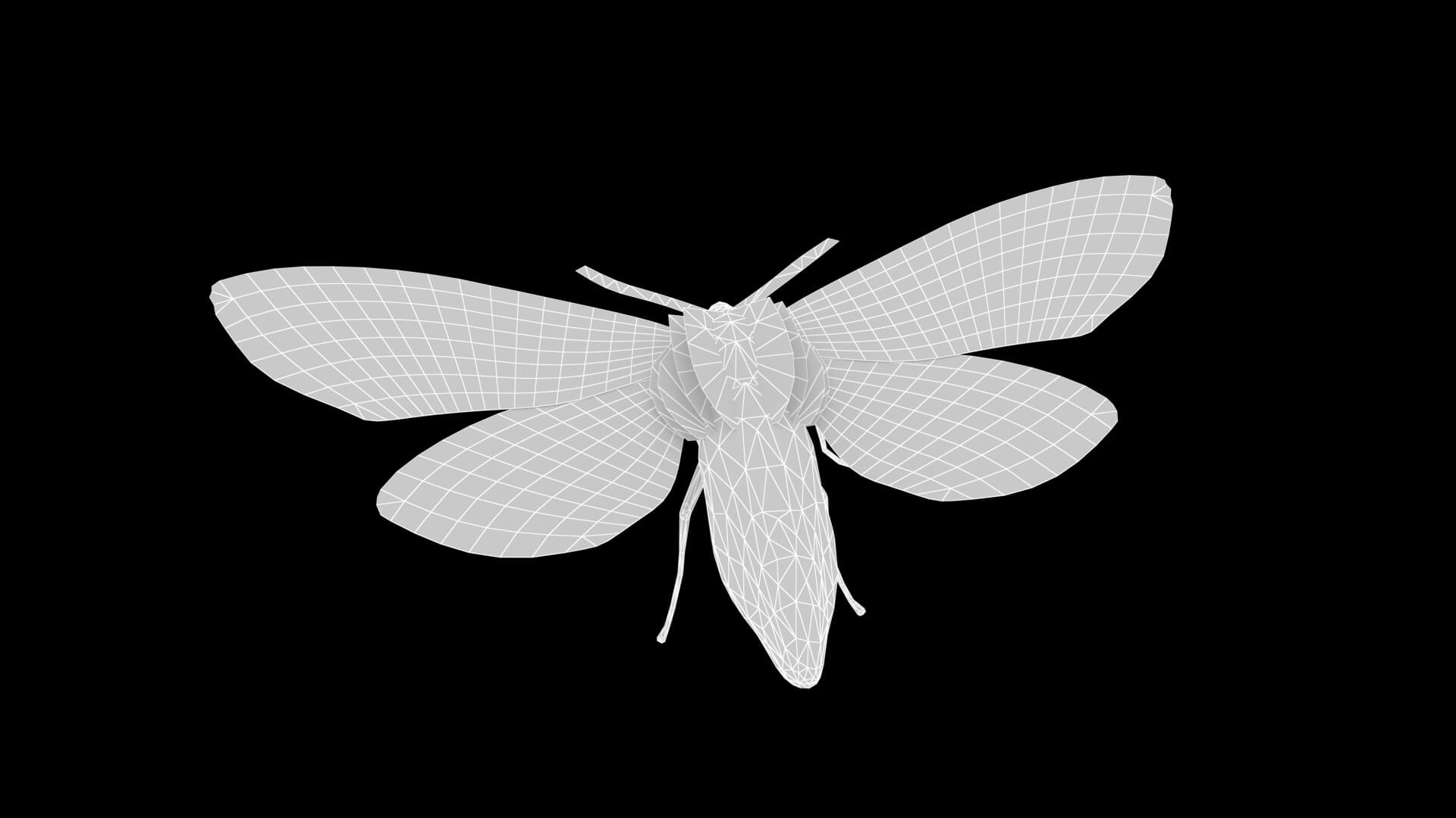 Moth Ruby Tiger Phragmatobia Fuliginosa 3D Model