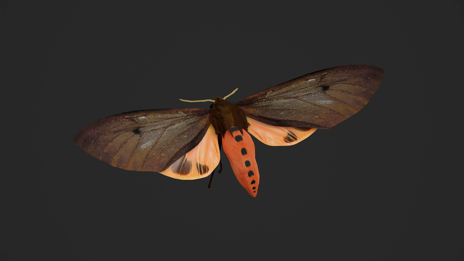 Moth Ruby Tiger Phragmatobia Fuliginosa 3D Model