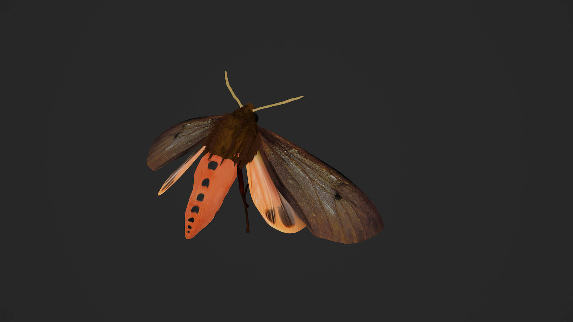 Moth Ruby Tiger Phragmatobia Fuliginosa 3D Model
