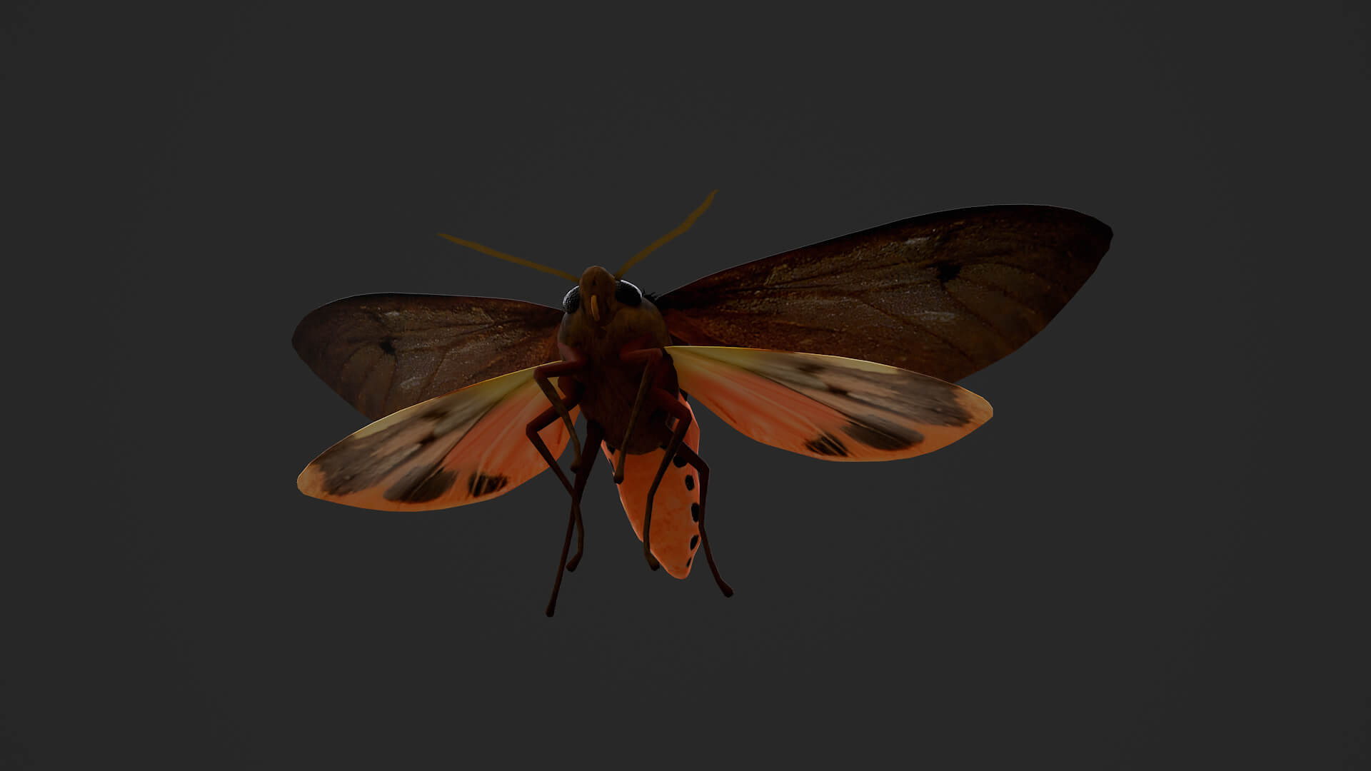 Moth Ruby Tiger Phragmatobia Fuliginosa 3D Model