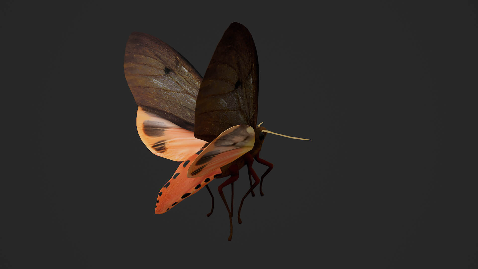 Moth Ruby Tiger Phragmatobia Fuliginosa 3D Model