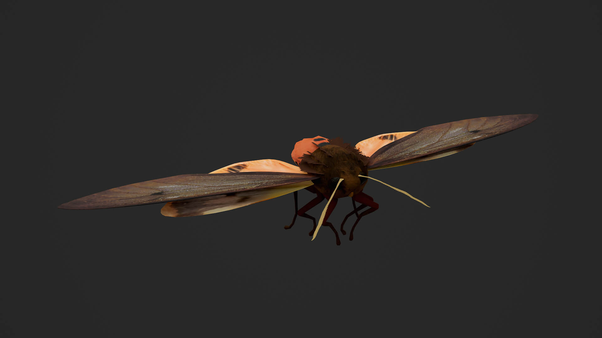 Moth Ruby Tiger Phragmatobia Fuliginosa 3D Model