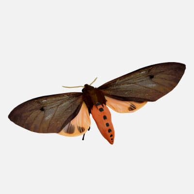 Moth Ruby Tiger Phragmatobia Fuliginosa