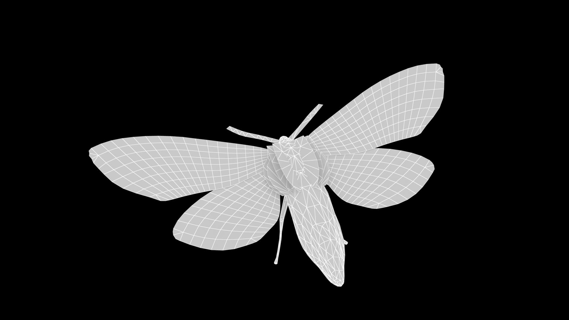 Moth Spilarctia Alba 3D Model