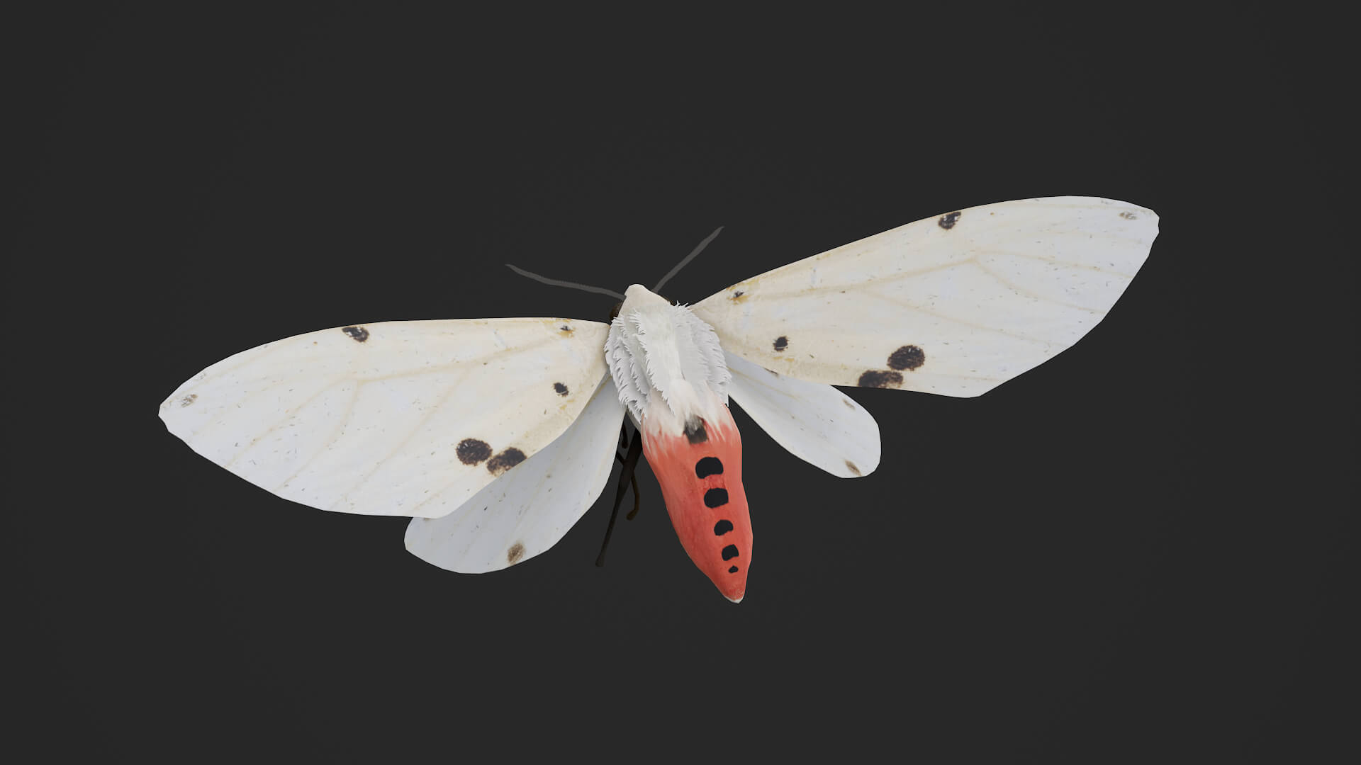 Moth Spilarctia Alba 3D Model