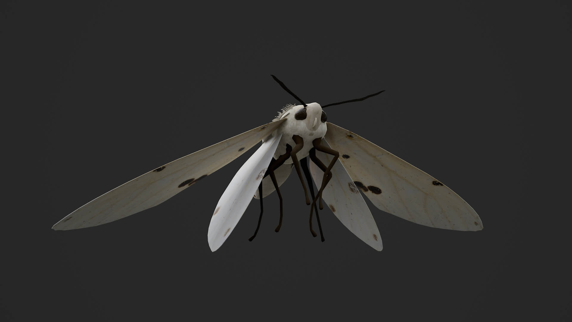 Moth Spilarctia Alba 3D Model