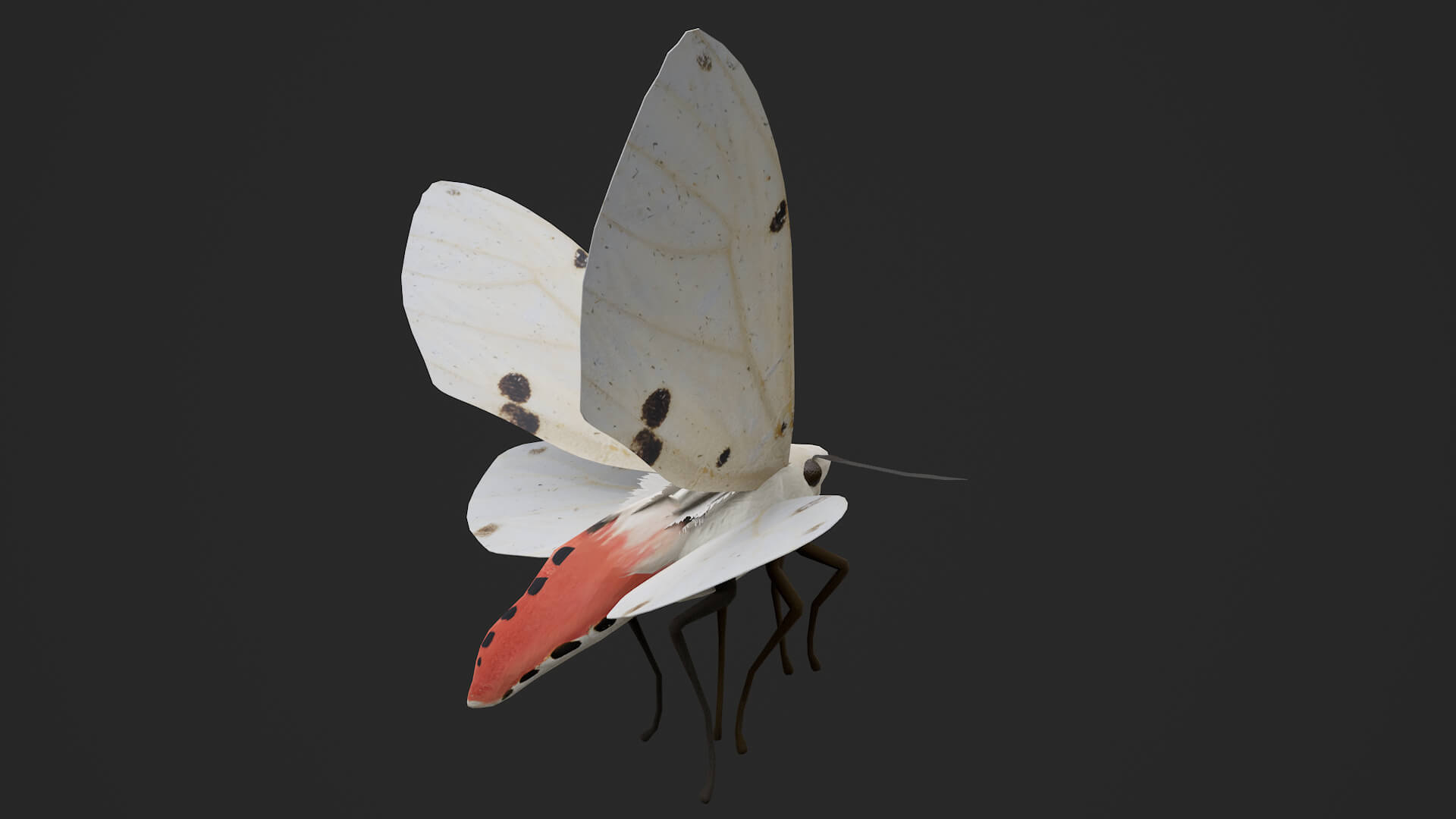 Moth Spilarctia Alba 3D Model