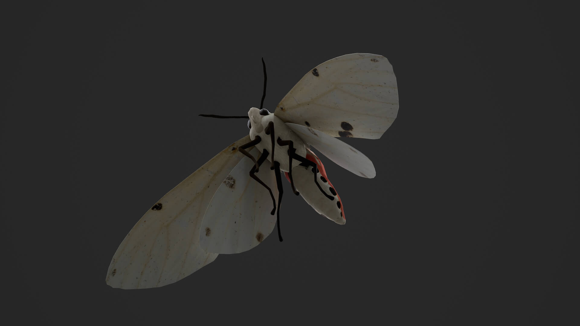 Moth Spilarctia Alba 3D Model