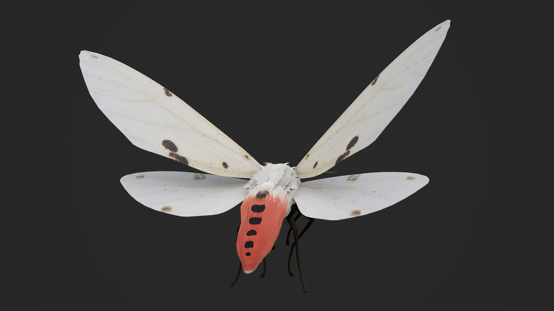 Moth Spilarctia Alba 3D Model