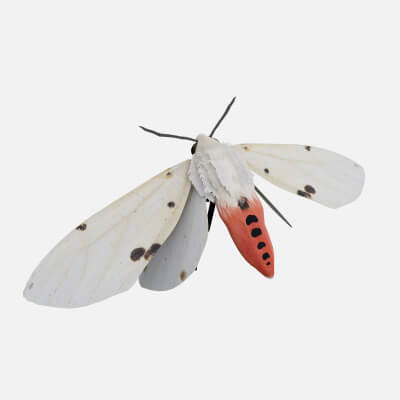 Moth Spilarctia Alba