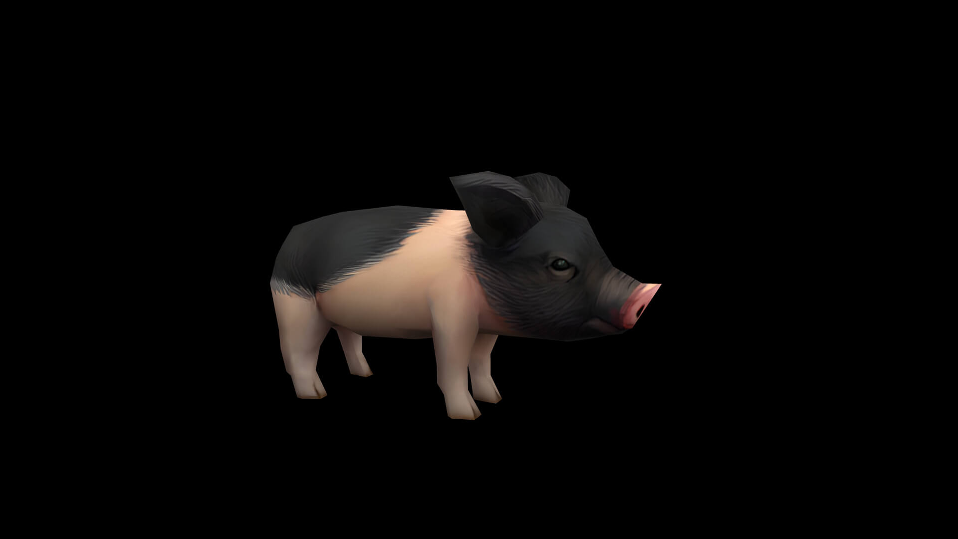 Pig Pet Pig Swine Hog Hoggery 3D Model