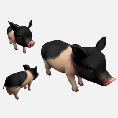 Pig Pet Pig Swine Hog Hoggery