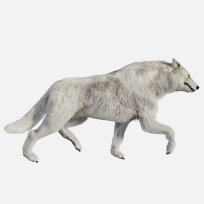 Animated Arctic Wolf