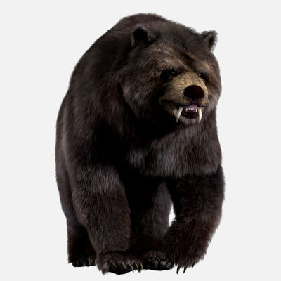 Bear Grizzly Brown Bear Black Bear
