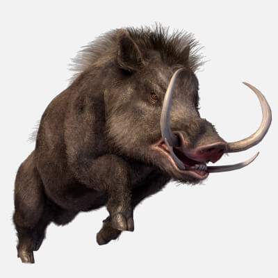 Boar Pig Beast