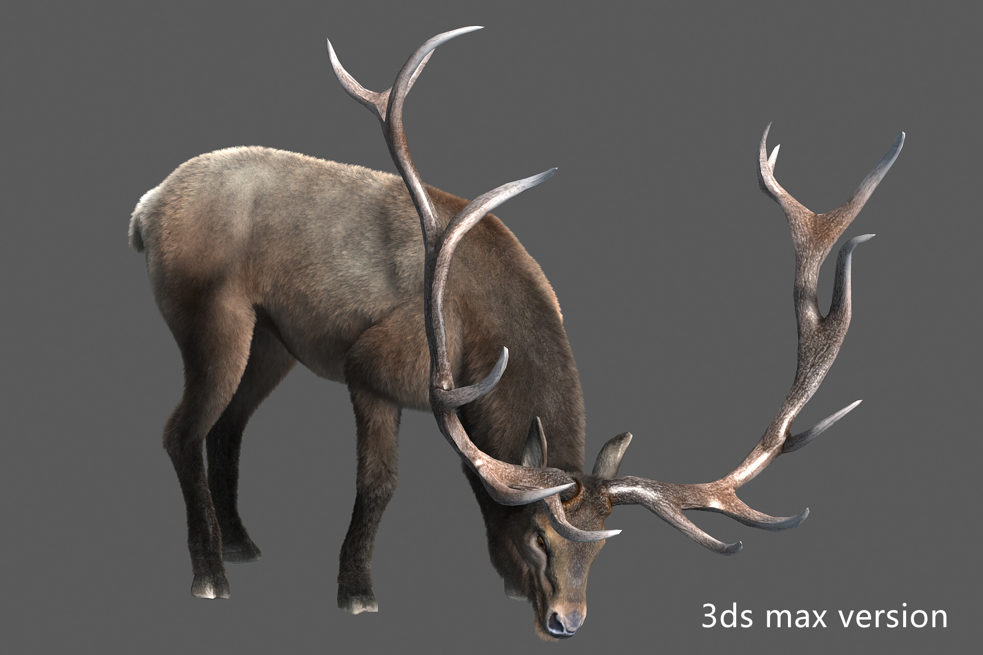 Elaphurus Deer Buck Stag Reindeer Doe 3D Model