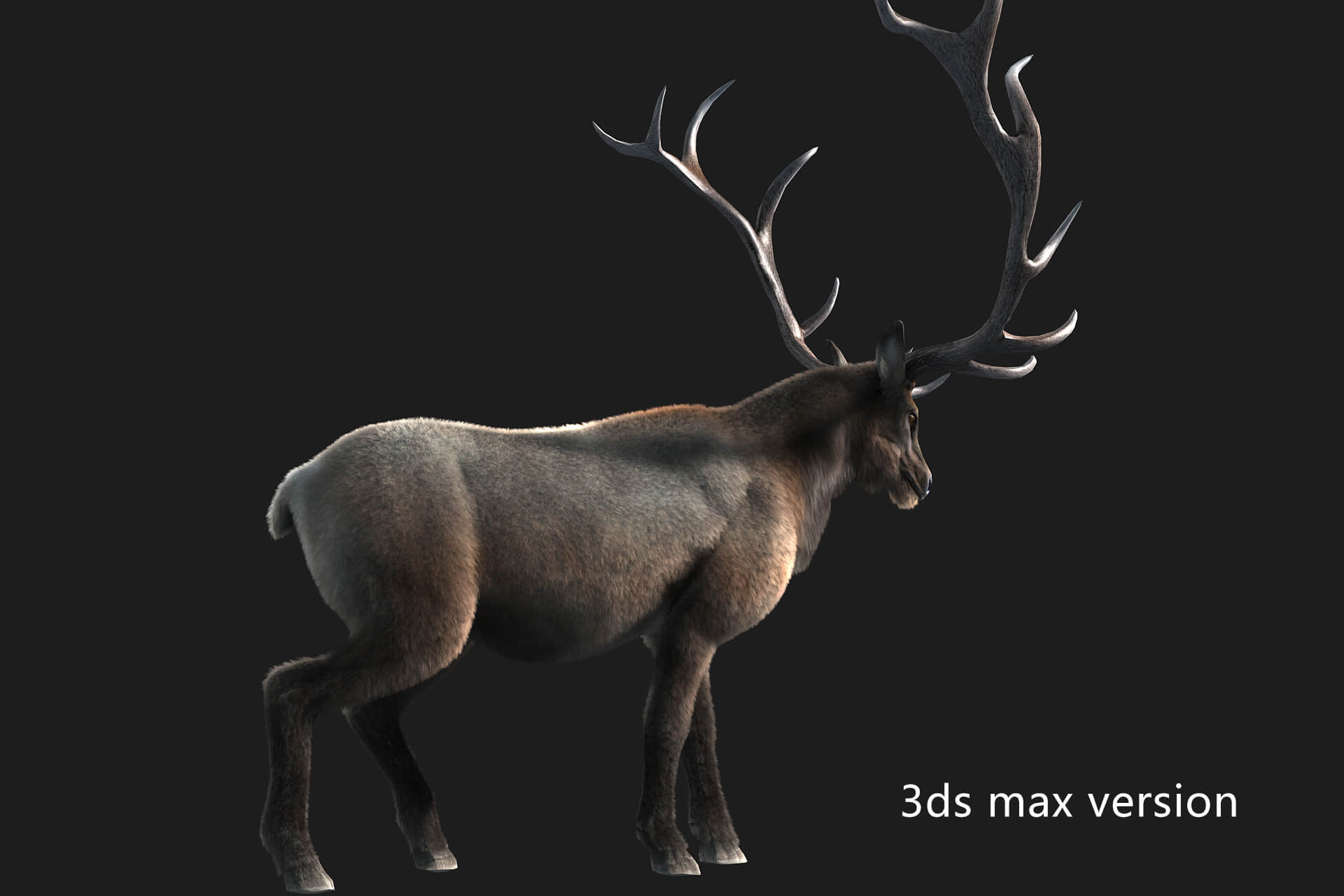 Elaphurus Deer Buck Stag Reindeer Doe 3D Model